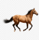 horse-png-11552941254rextapxd5a